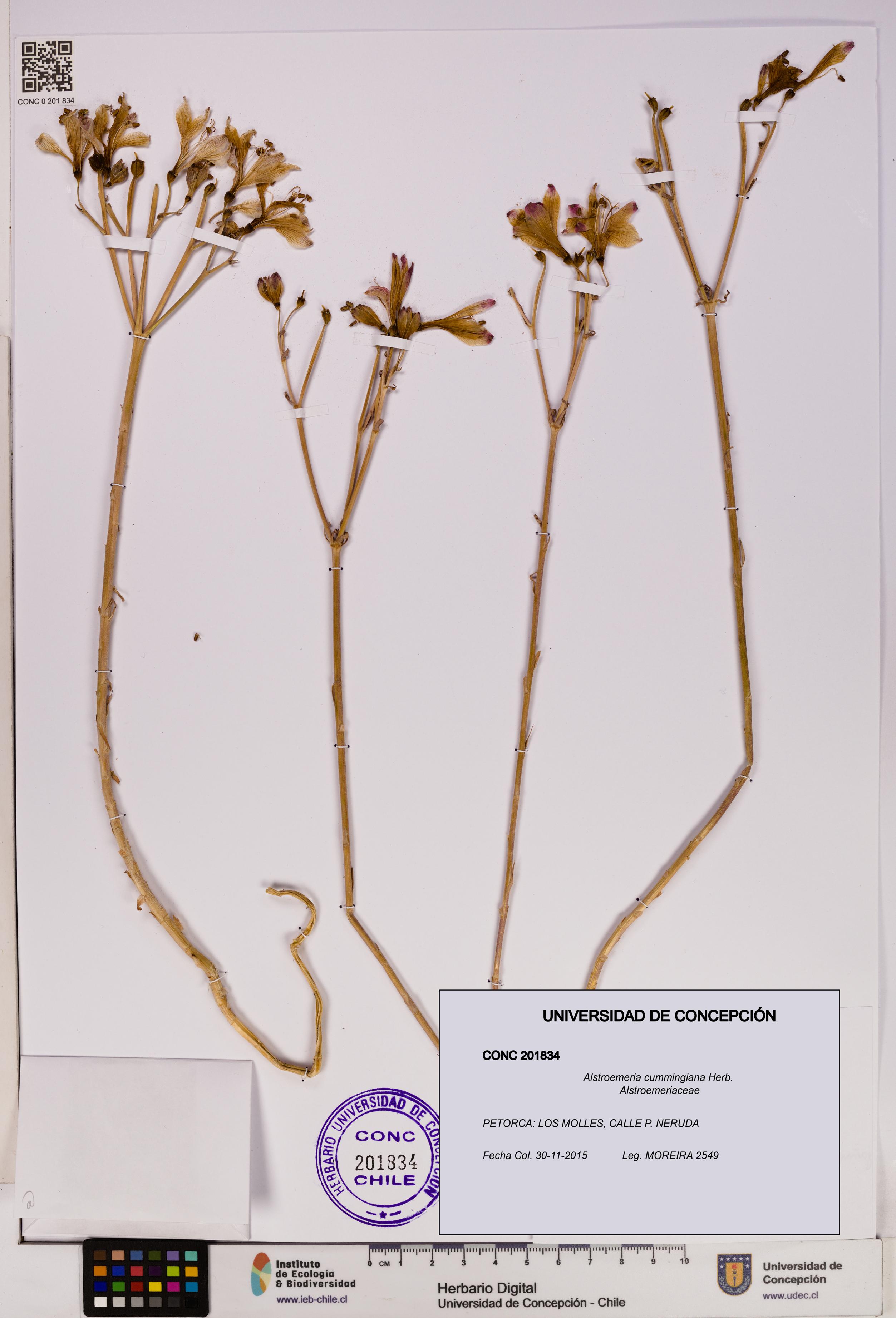 Alstroemeria cummingiana [Espécimen: UDEC:CONC:0201834]