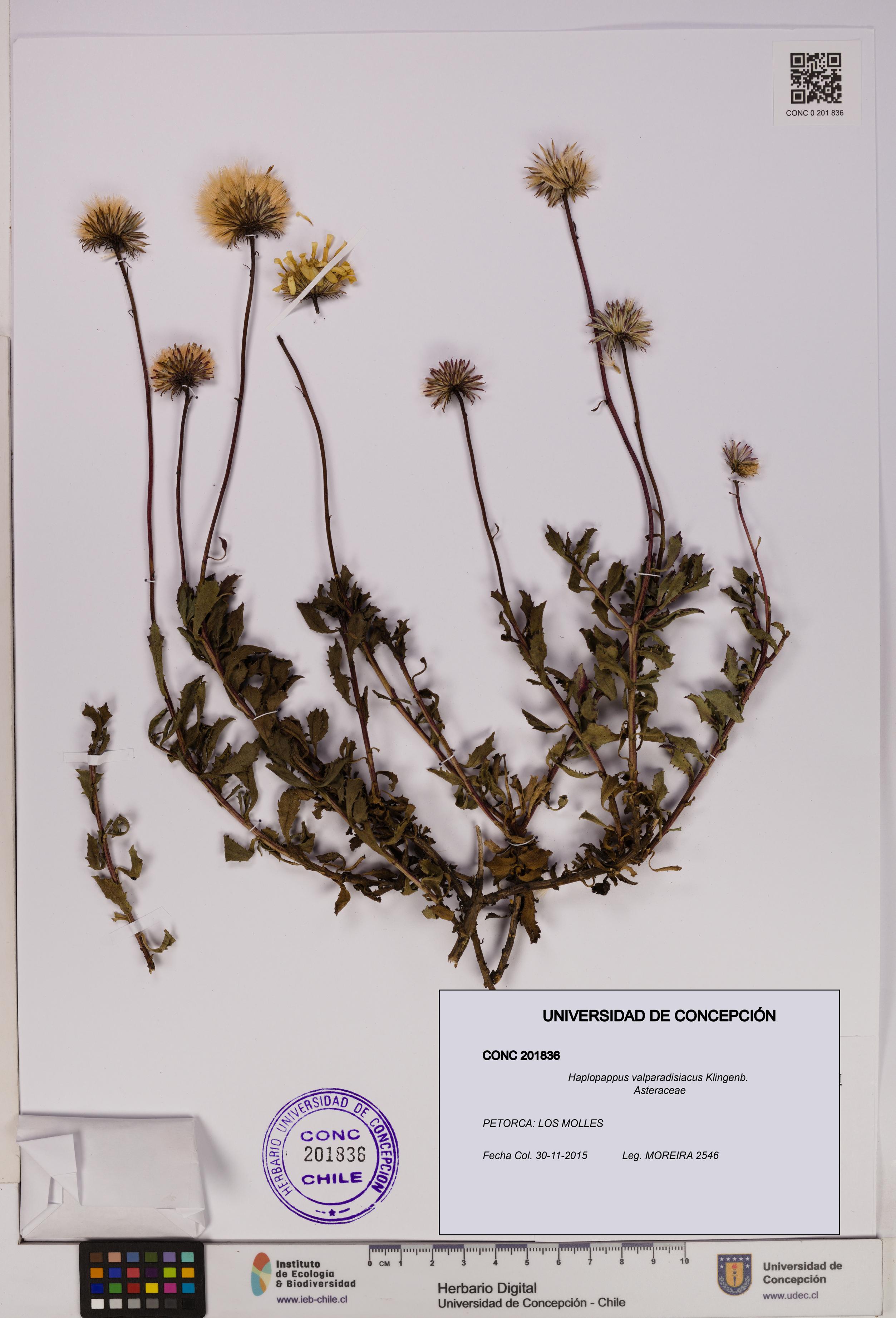 Haplopappus valparadisiacus [Espécimen: UDEC:CONC:0201836]
