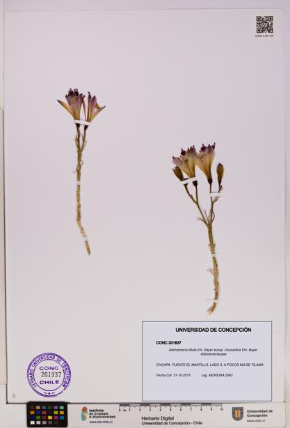 Alstroemeria diluta [Espécimen: UDEC:CONC:0201837]