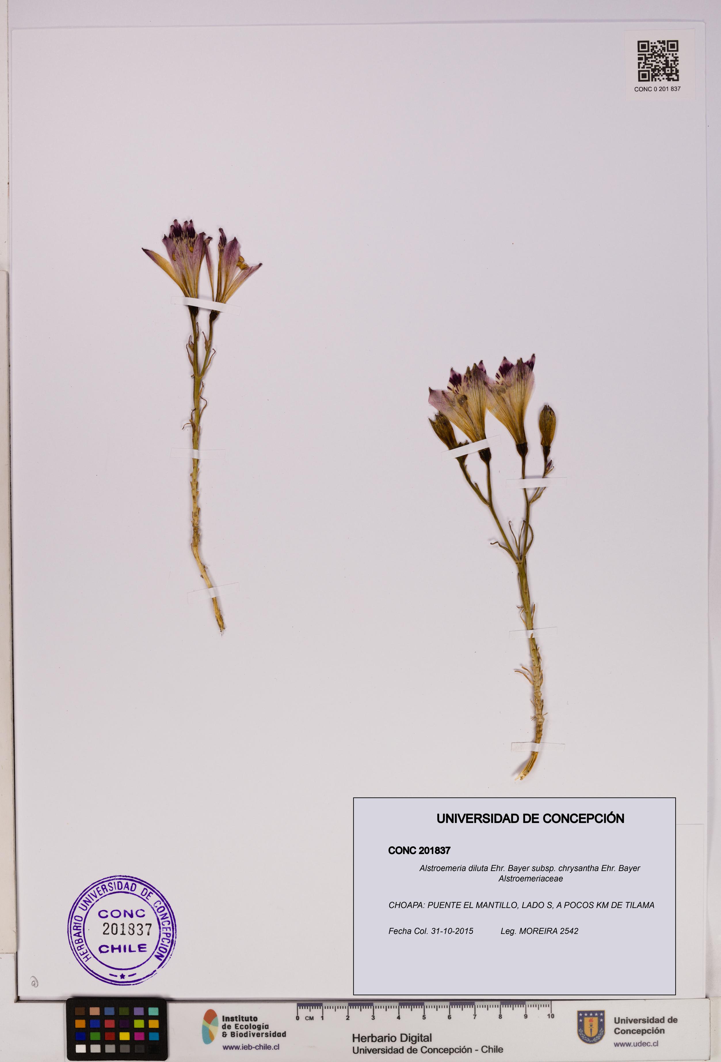 Alstroemeria diluta [Espécimen: UDEC:CONC:0201837]