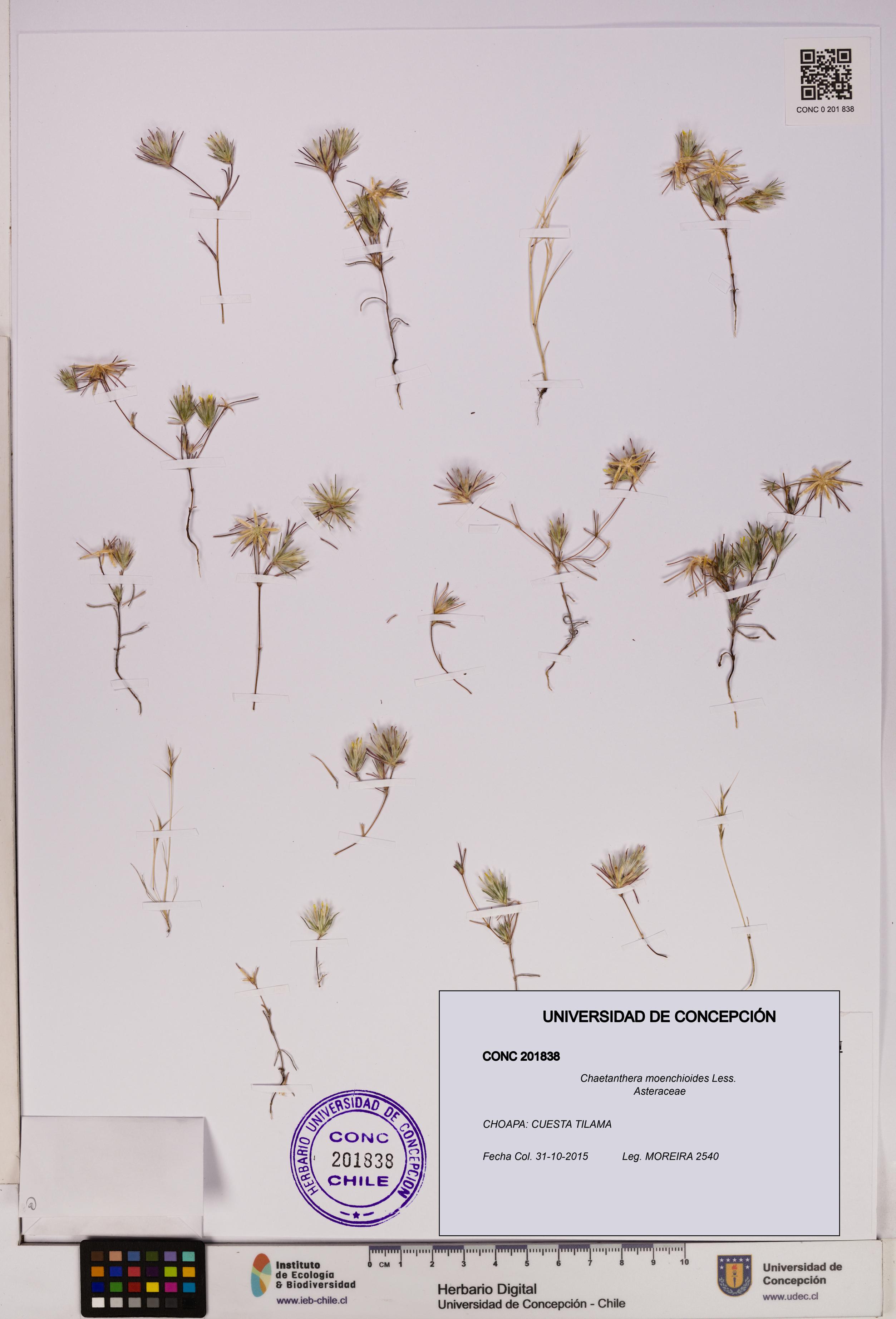 Chaetanthera moenchioides [Espécimen: UDEC:CONC:0201838]