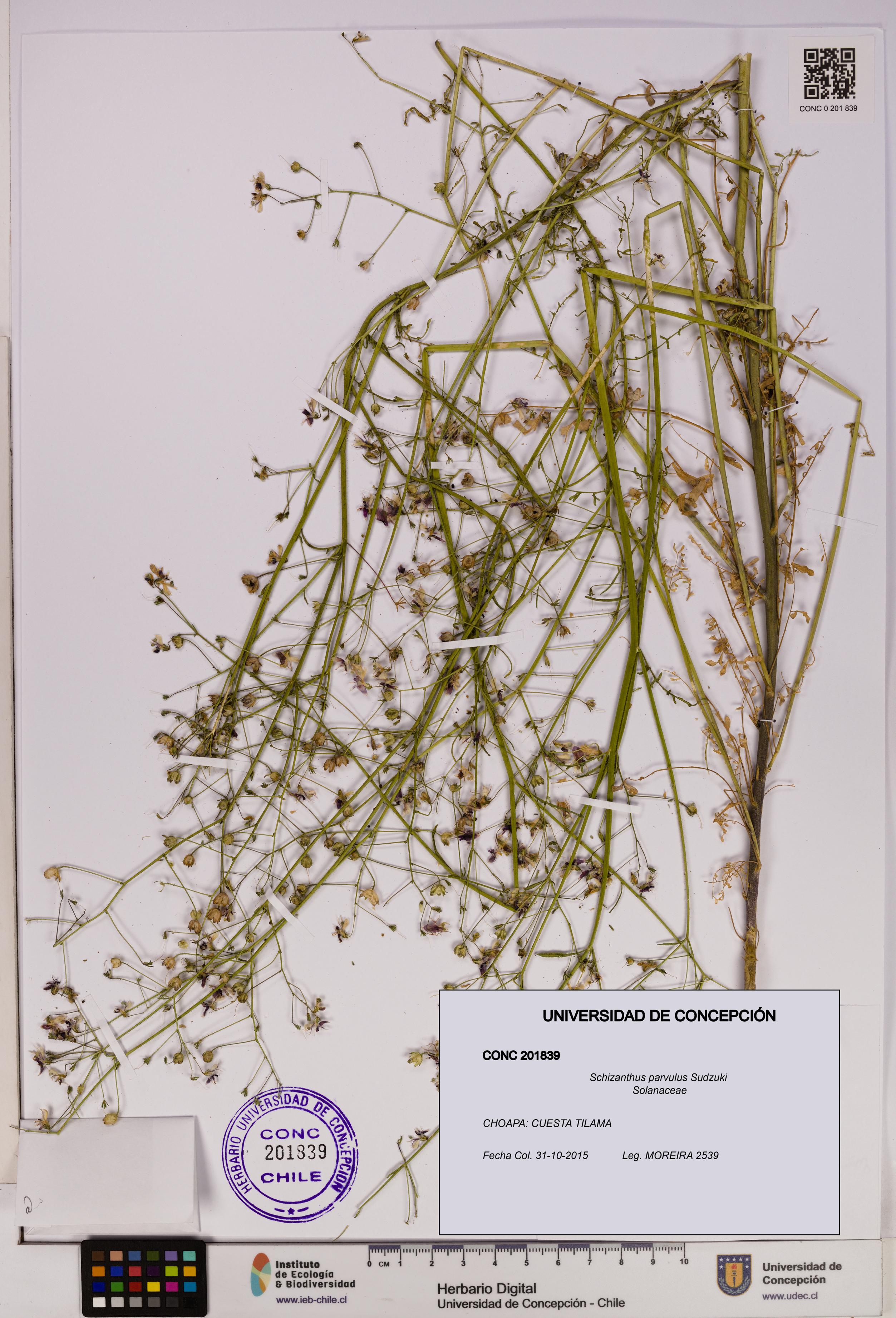 Schizanthus parvulus [Espécimen: UDEC:CONC:0201839]
