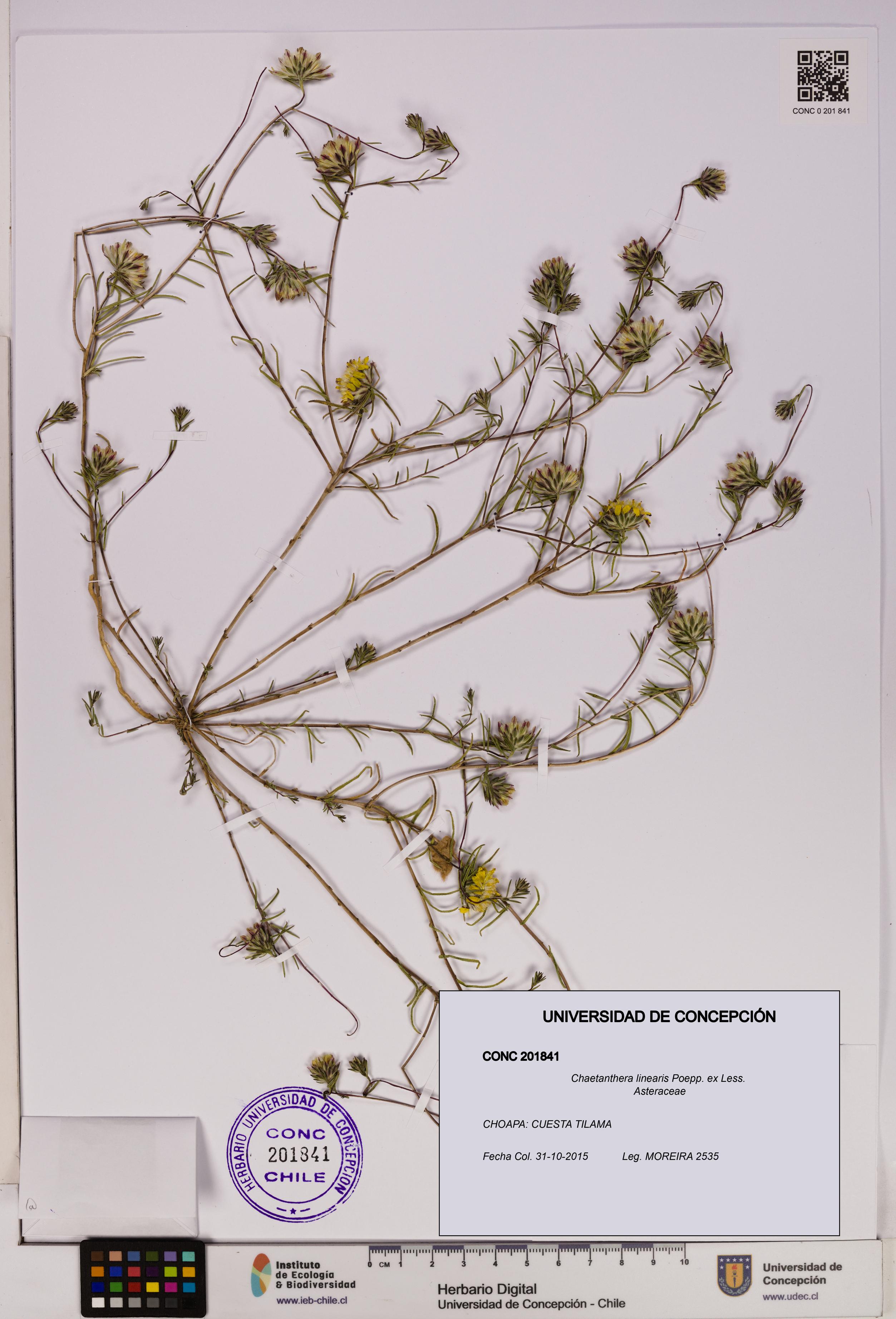 Chaetanthera linearis [Espécimen: UDEC:CONC:0201841]