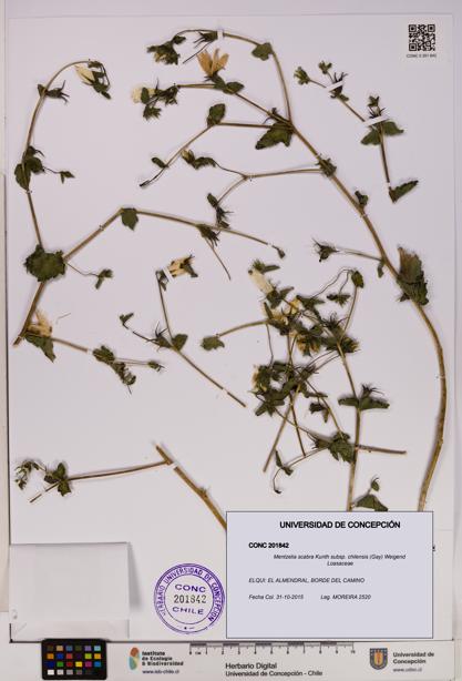 Mentzelia scabra [Espécimen: UDEC:CONC:0201842]