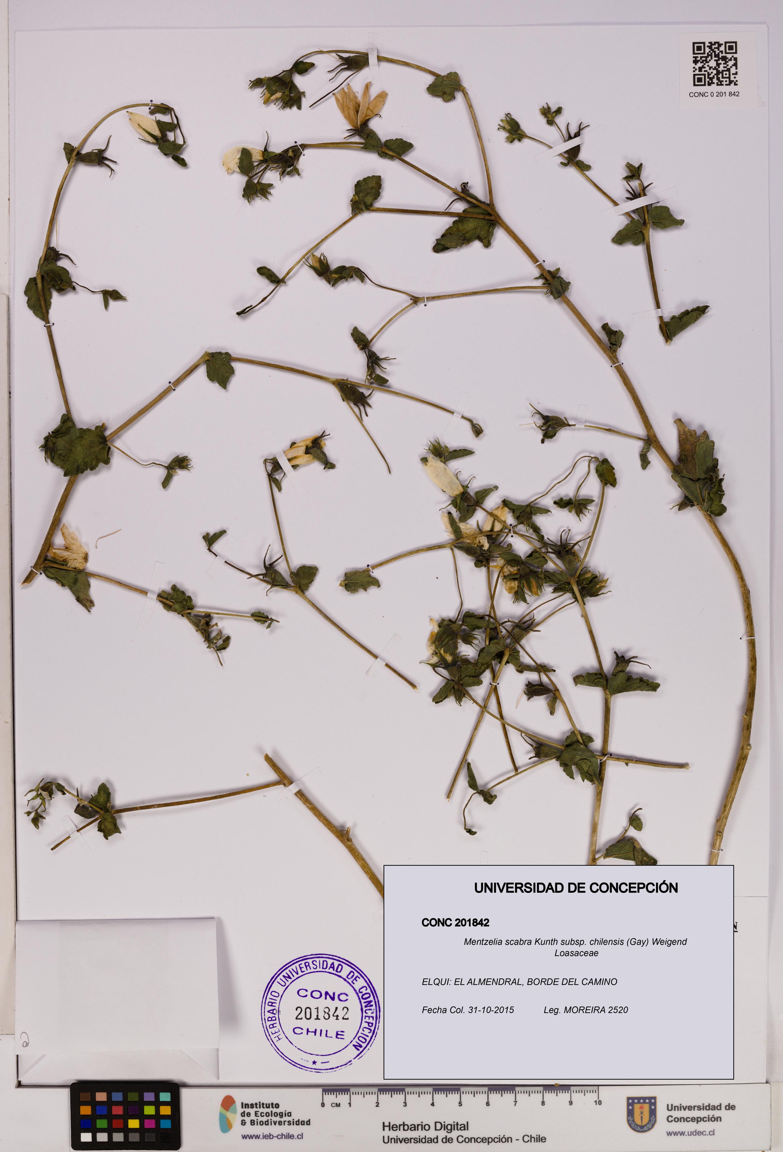 Mentzelia scabra [Espécimen: UDEC:CONC:0201842]