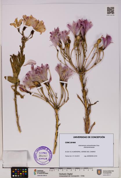 Alstroemeria schizanthoides [Espécimen: UDEC:CONC:0201843]