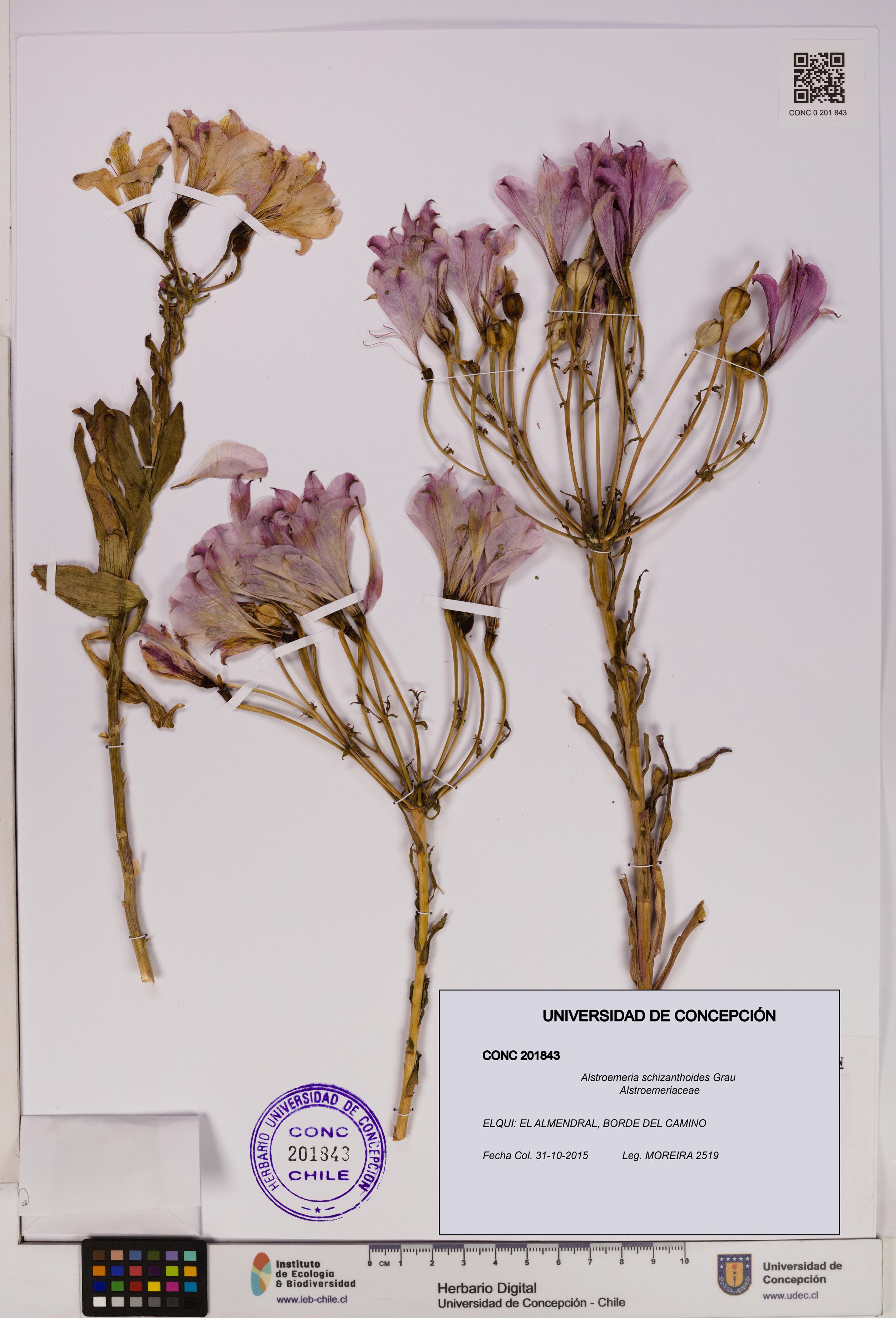 Alstroemeria schizanthoides [Espécimen: UDEC:CONC:0201843]
