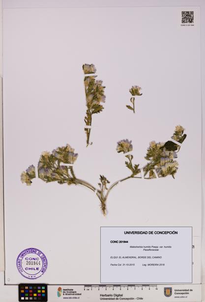 Malesherbia humilis var. humilis [Espécimen: UDEC:CONC:0201844]