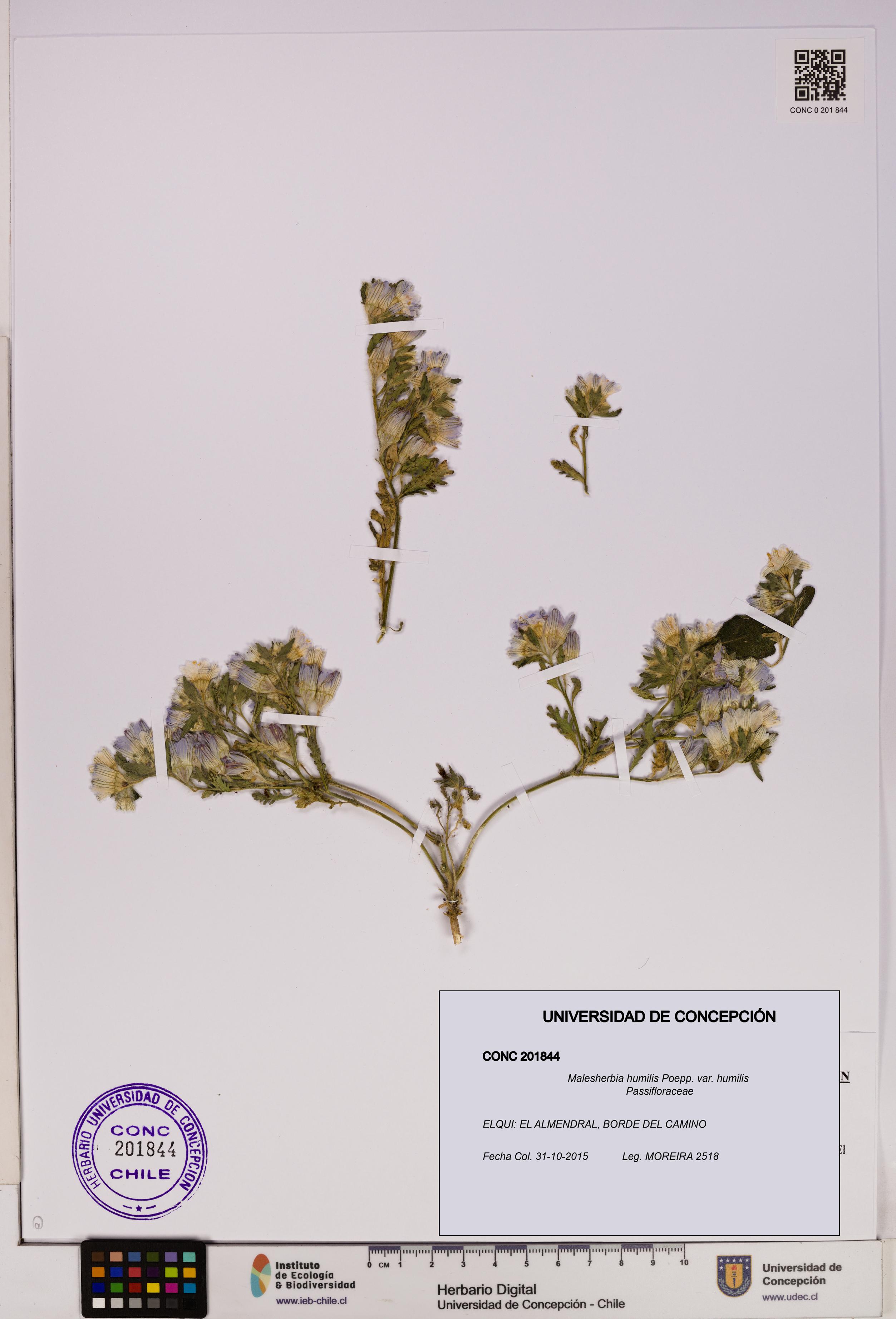 Malesherbia humilis var. humilis [Espécimen: UDEC:CONC:0201844]