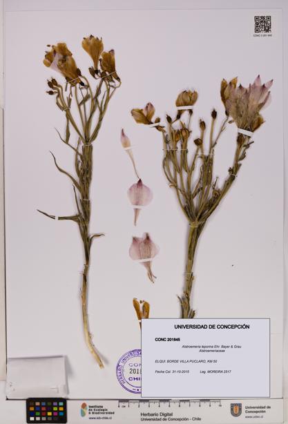 Alstroemeria leporina [Espécimen: UDEC:CONC:0201845]