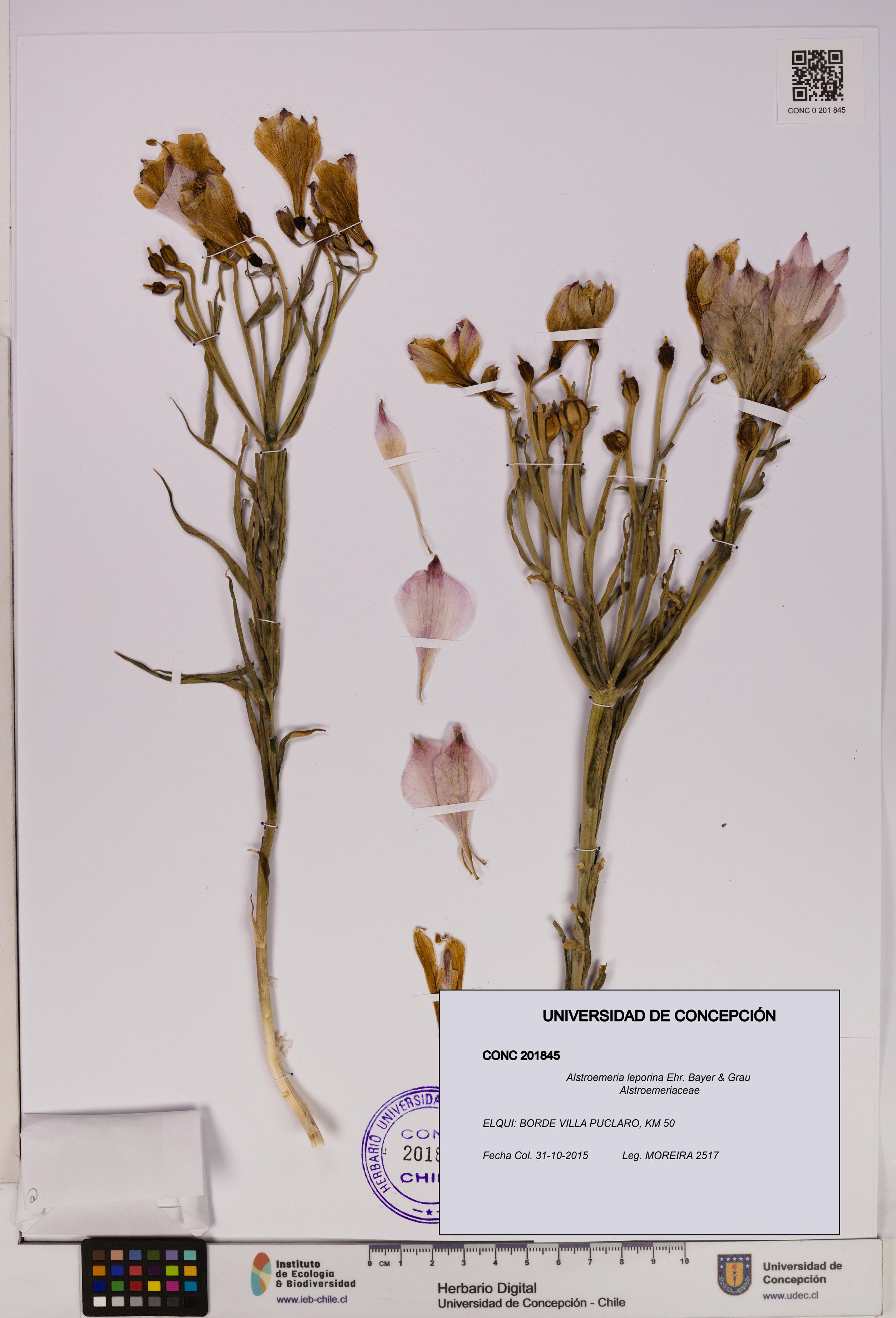 Alstroemeria leporina [Espécimen: UDEC:CONC:0201845]