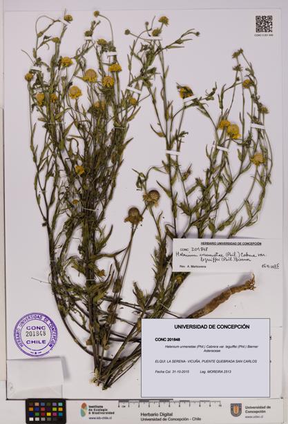 Helenium urmenetae var. leguiffei [Espécimen: UDEC:CONC:0201848]