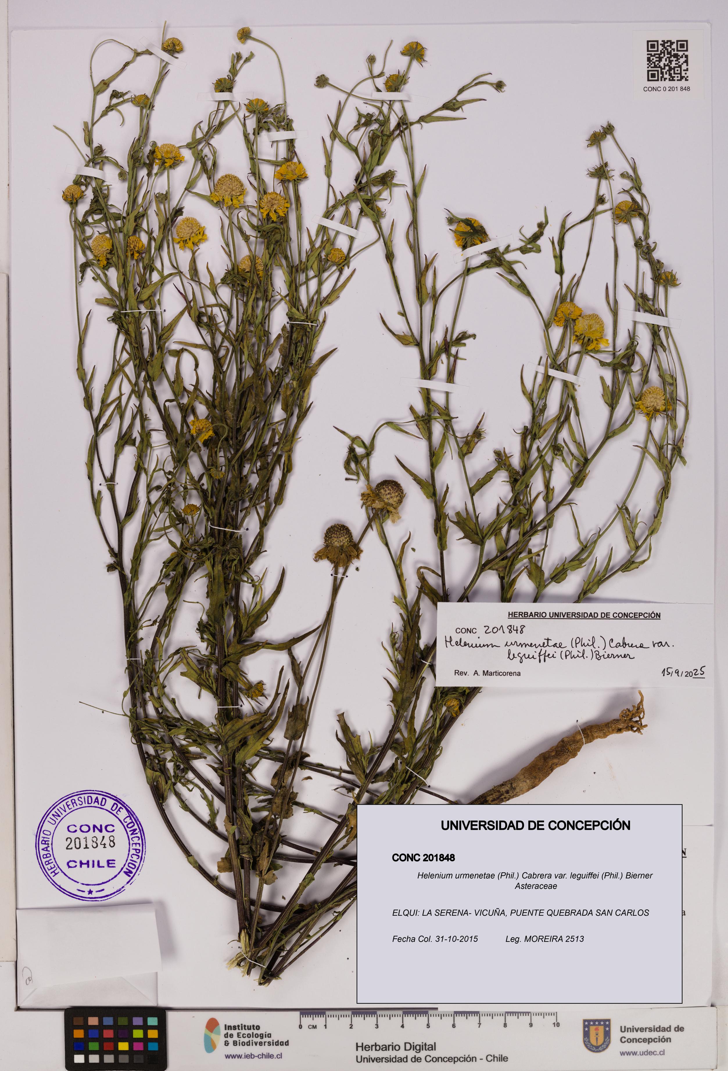 Helenium urmenetae var. leguiffei [Espécimen: UDEC:CONC:0201848]