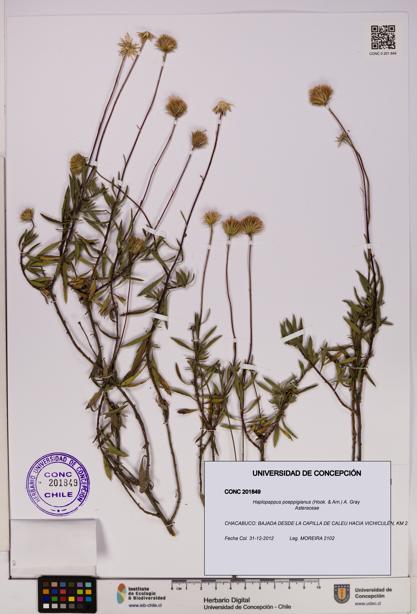 Haplopappus poeppigianus [Espécimen: UDEC:CONC:0201849]