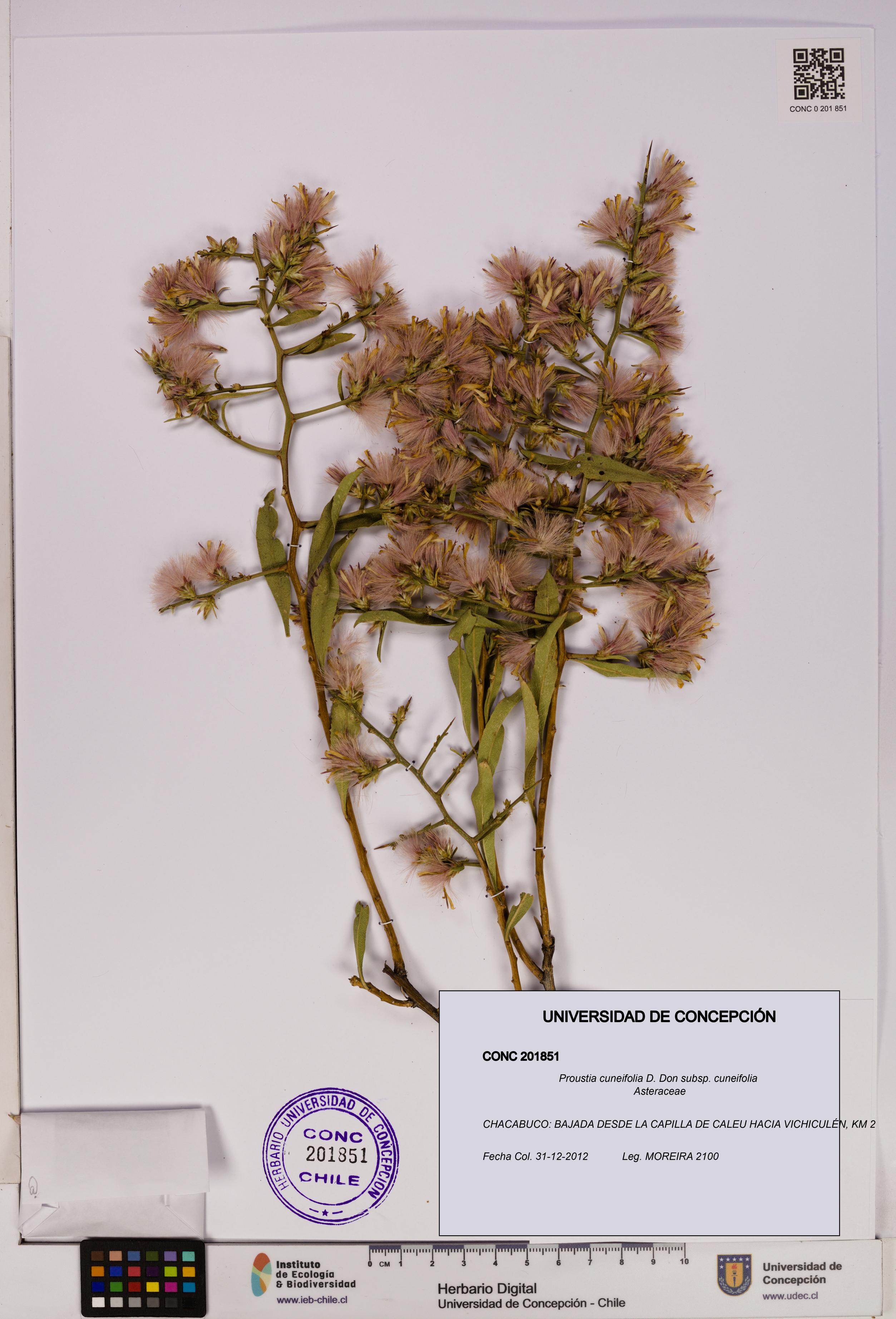 Proustia cuneifolia subsp. cuneifolia [Espécimen: UDEC:CONC:0201851]