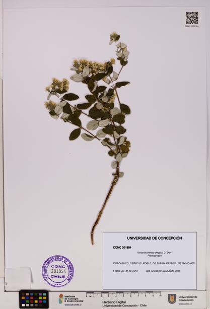 Viviania crenata [Espécimen: UDEC:CONC:0201854]