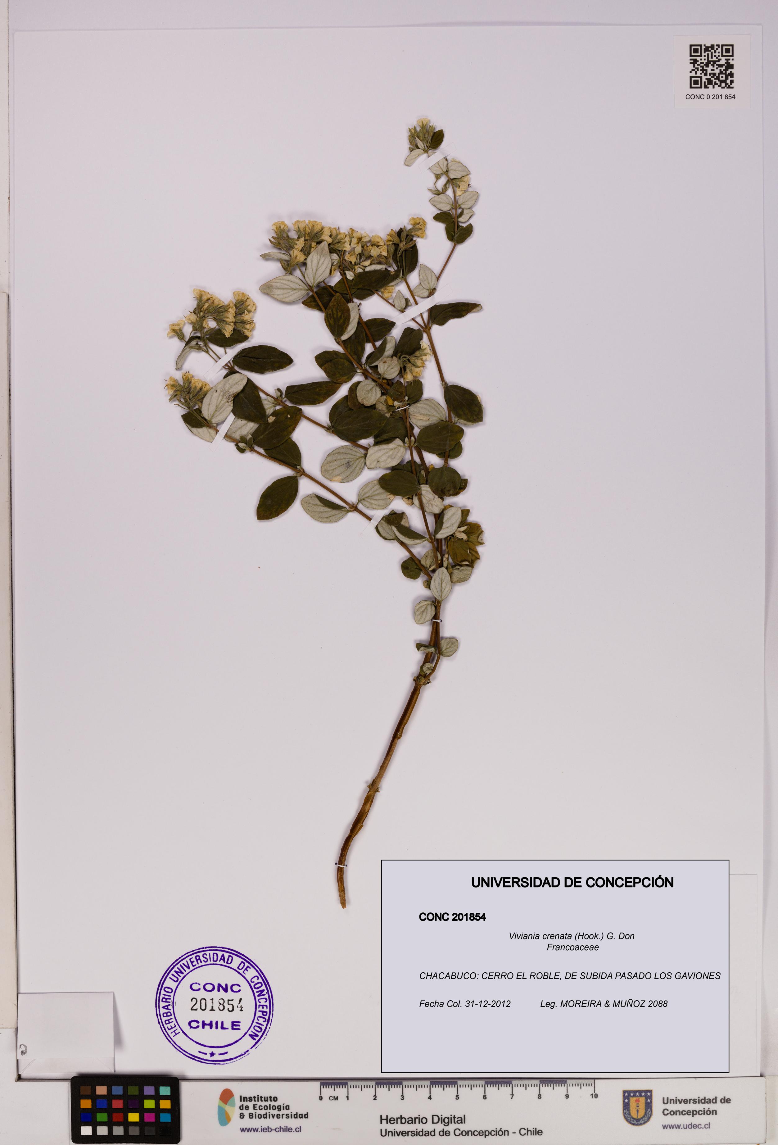 Viviania crenata [Espécimen: UDEC:CONC:0201854]