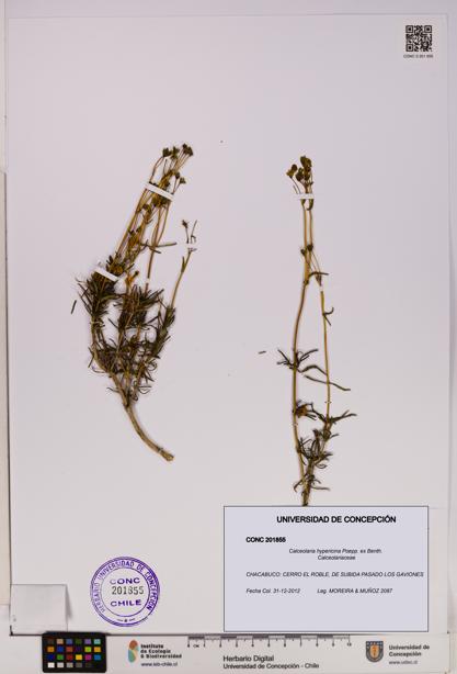 Calceolaria hypericina [Espécimen: UDEC:CONC:0201855]