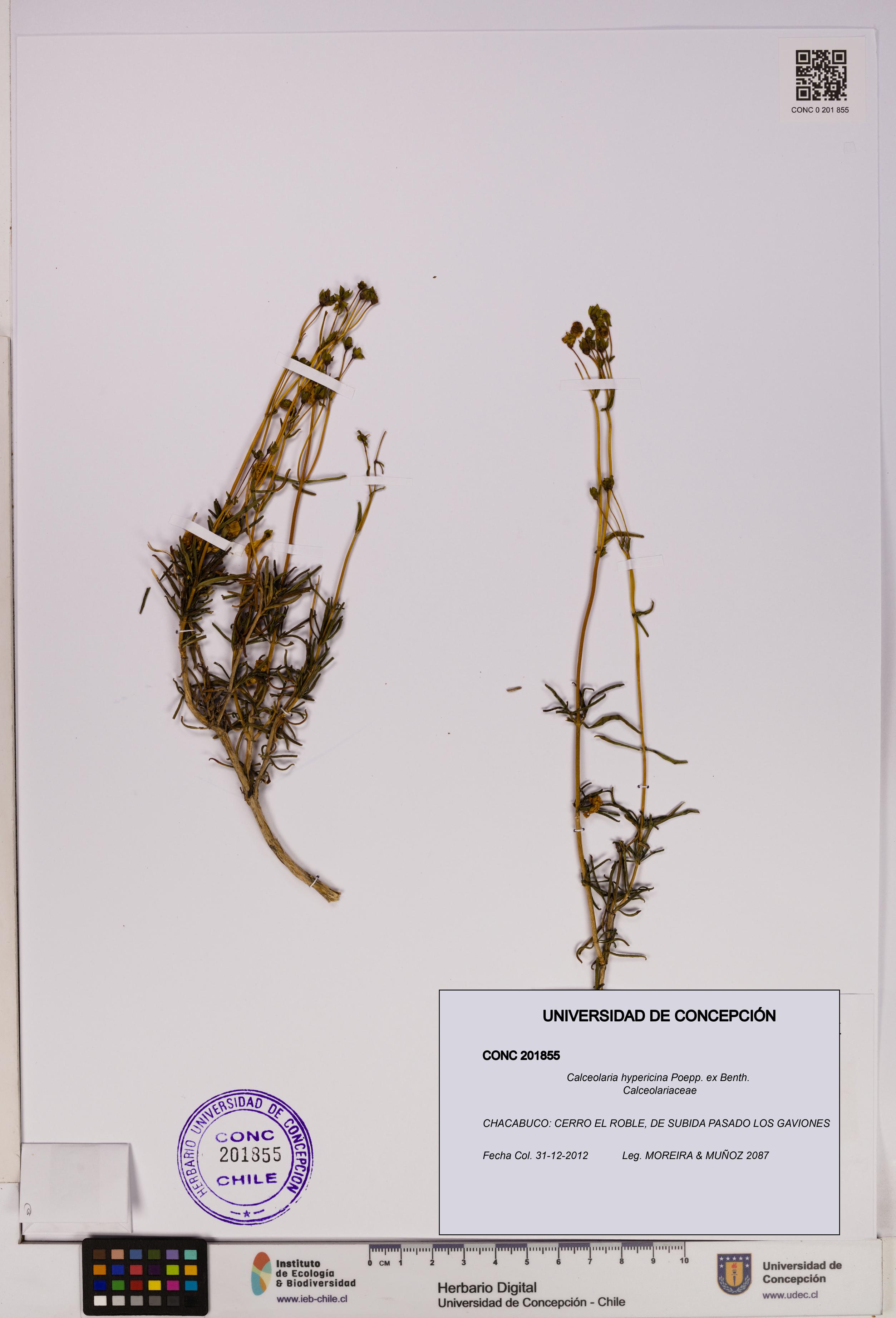 Calceolaria hypericina [Espécimen: UDEC:CONC:0201855]