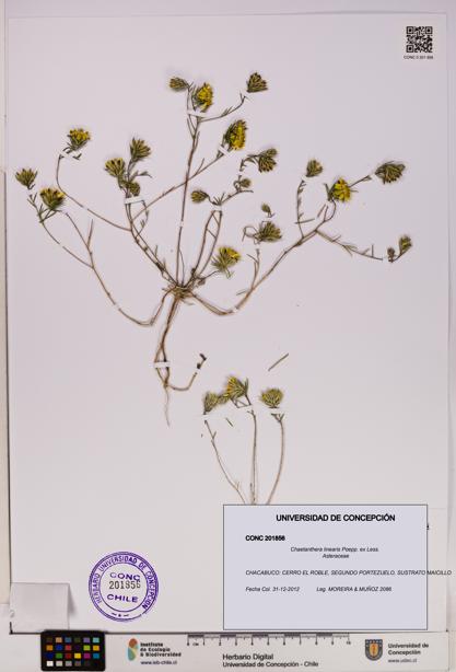 Chaetanthera linearis [Espécimen: UDEC:CONC:0201856]