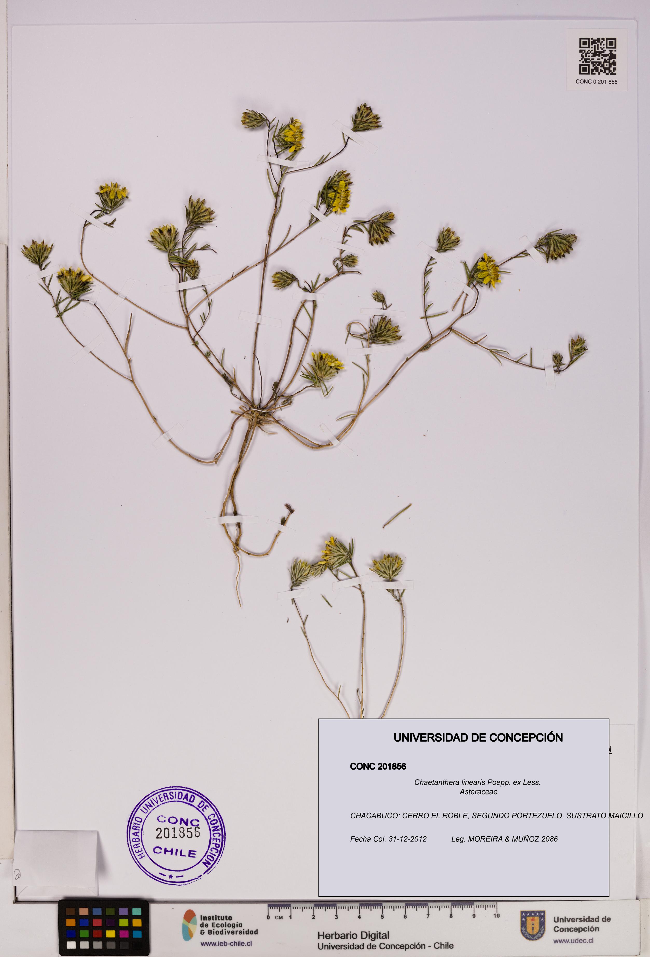 Chaetanthera linearis [Espécimen: UDEC:CONC:0201856]