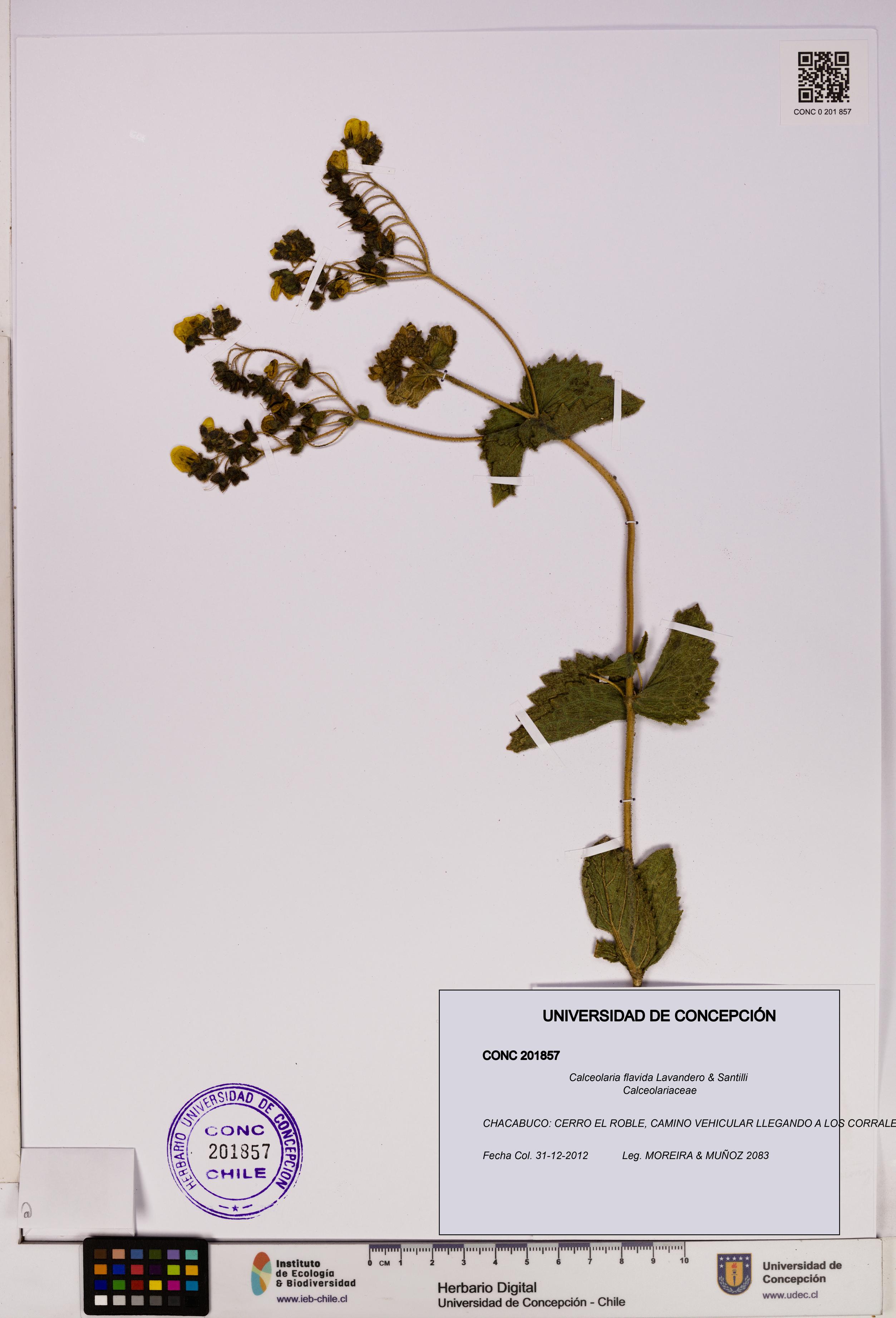 Calceolaria flavida [Espécimen: UDEC:CONC:0201857]