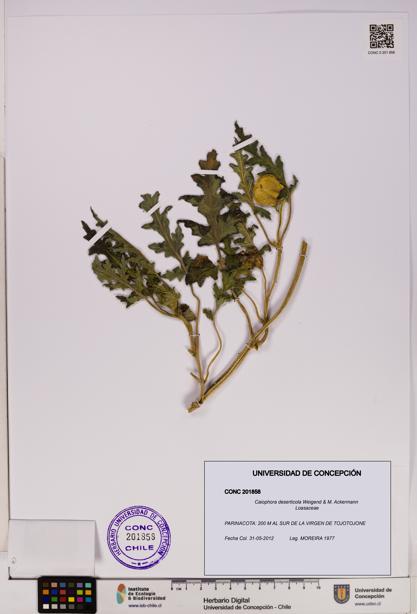 Caiophora deserticola [Espécimen: UDEC:CONC:0201858]