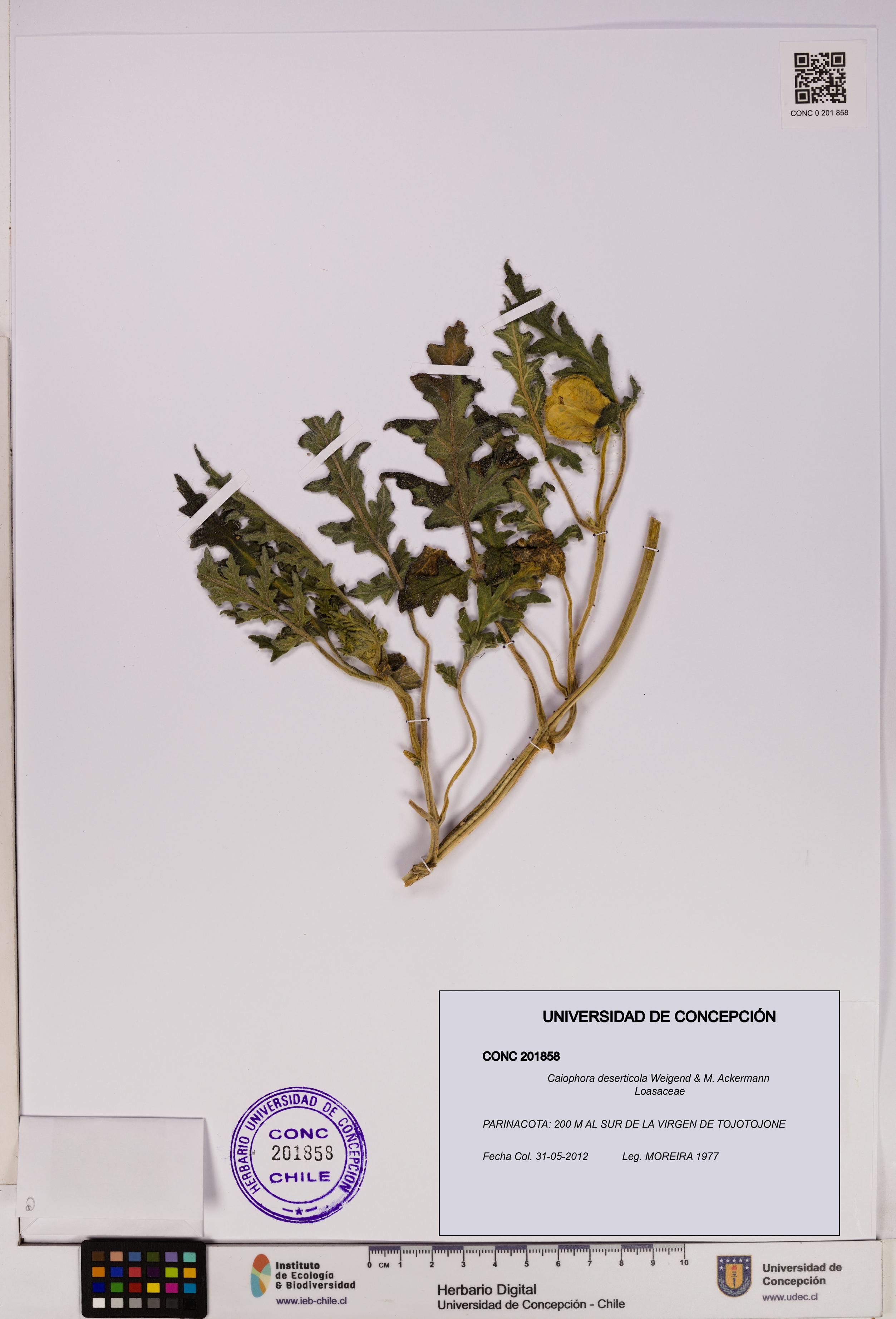 Caiophora deserticola [Espécimen: UDEC:CONC:0201858]