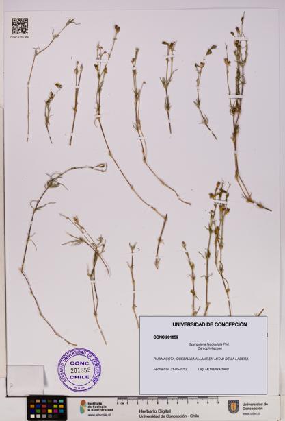 Spergularia fasciculata [Espécimen: UDEC:CONC:0201859]