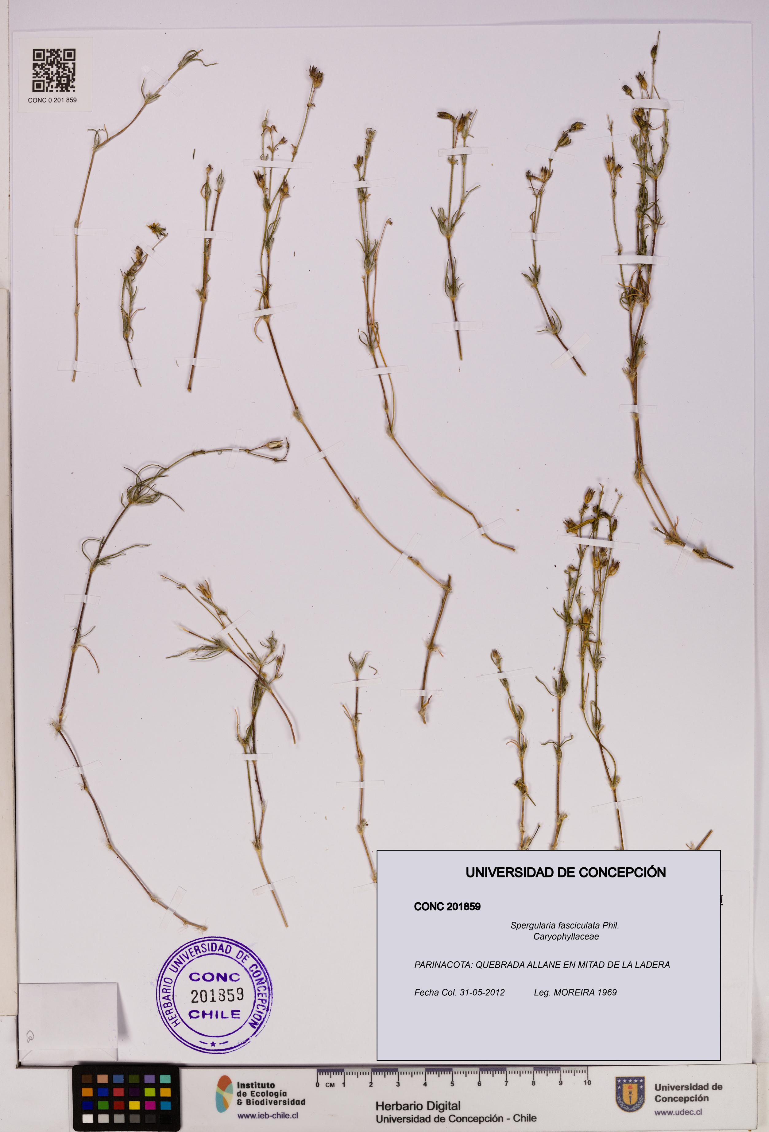 Spergularia fasciculata [Espécimen: UDEC:CONC:0201859]