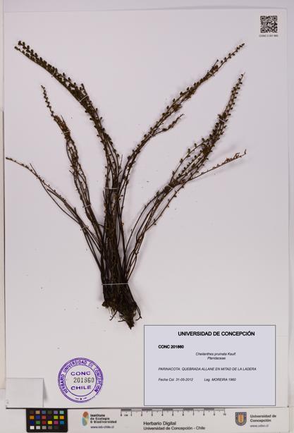 Cheilanthes pruinata [Espécimen: UDEC:CONC:0201860]