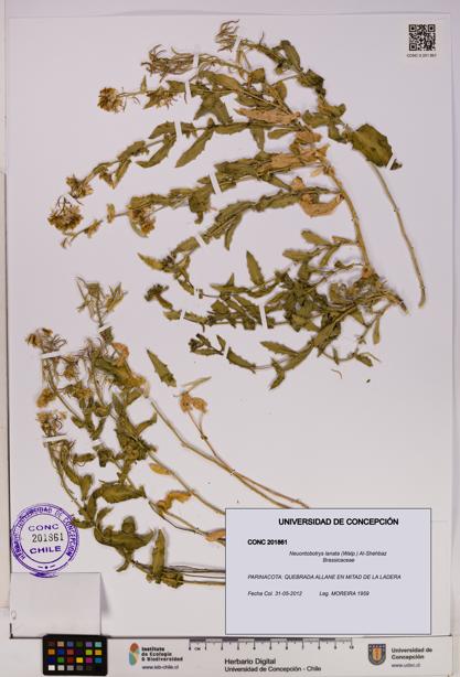 Neuontobotrys lanata [Espécimen: UDEC:CONC:0201861]