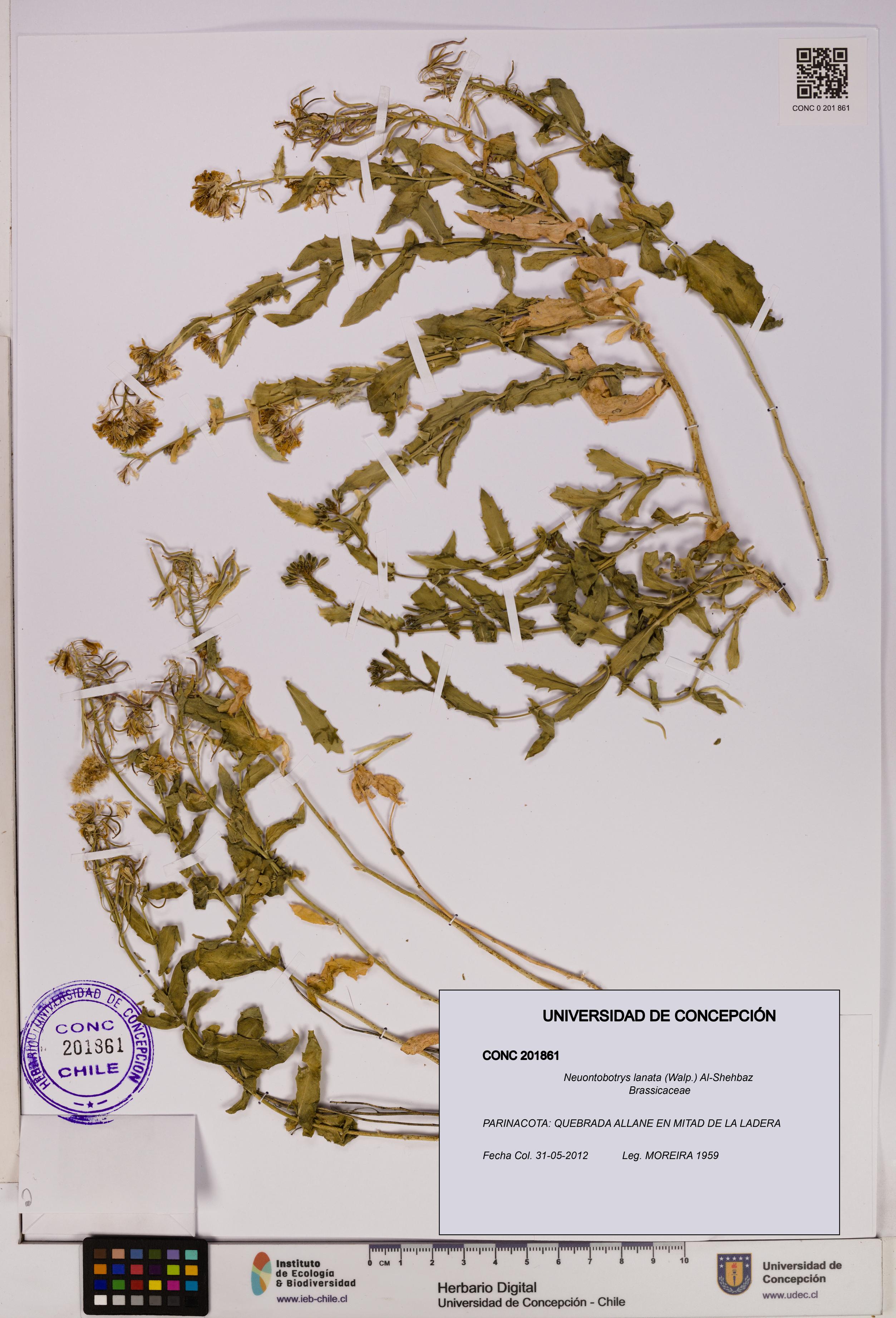 Neuontobotrys lanata [Espécimen: UDEC:CONC:0201861]