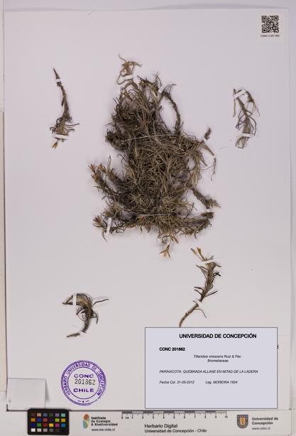 Tillandsia virescens [Espécimen: UDEC:CONC:0201862]