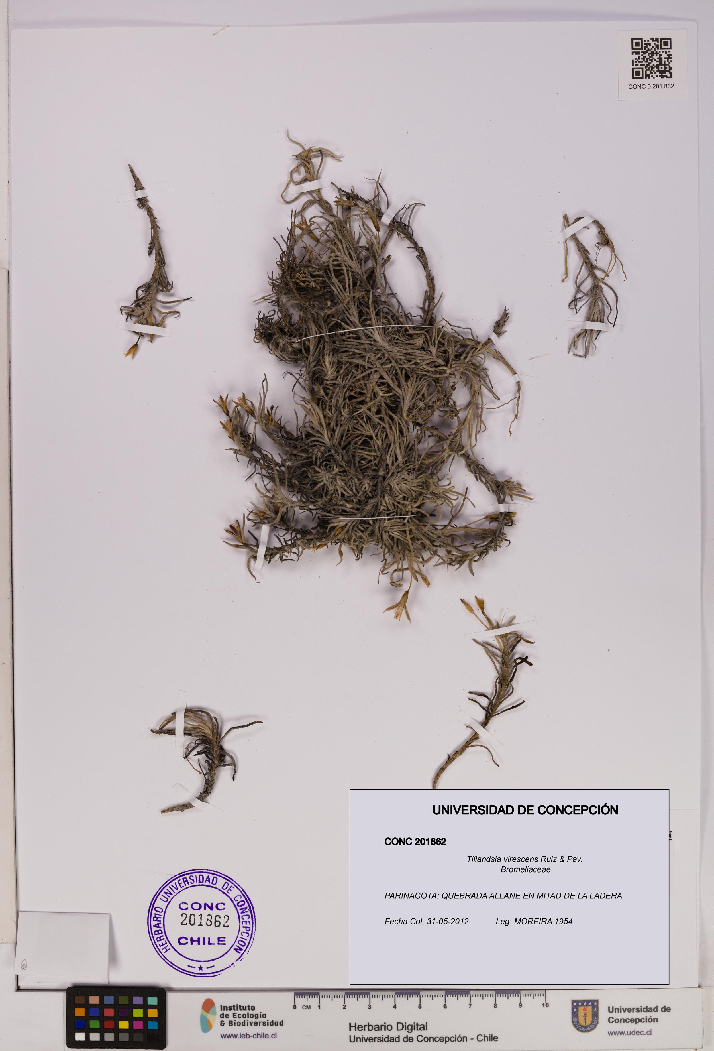 Tillandsia virescens [Espécimen: UDEC:CONC:0201862]