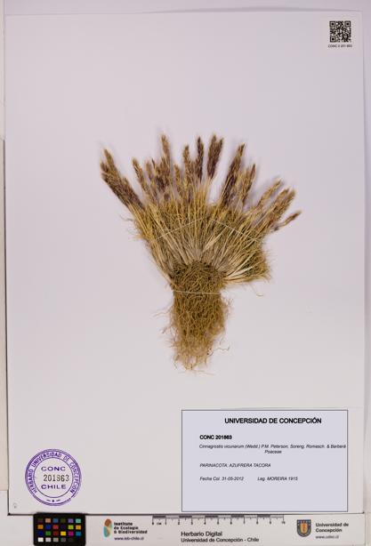 Cinnagrostis vicunarum [Espécimen: UDEC:CONC:0201863]