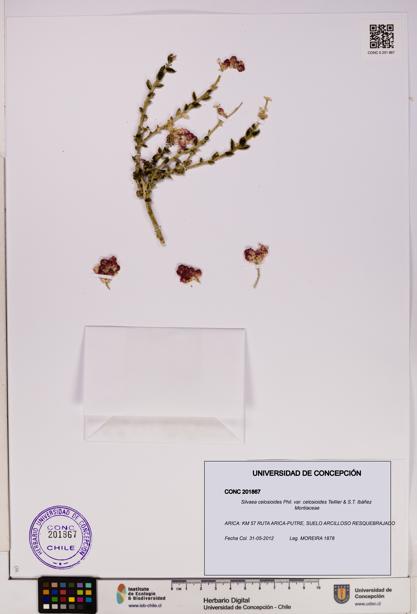 Silvaea celosioides var. celosioides [Espécimen: UDEC:CONC:0201867]