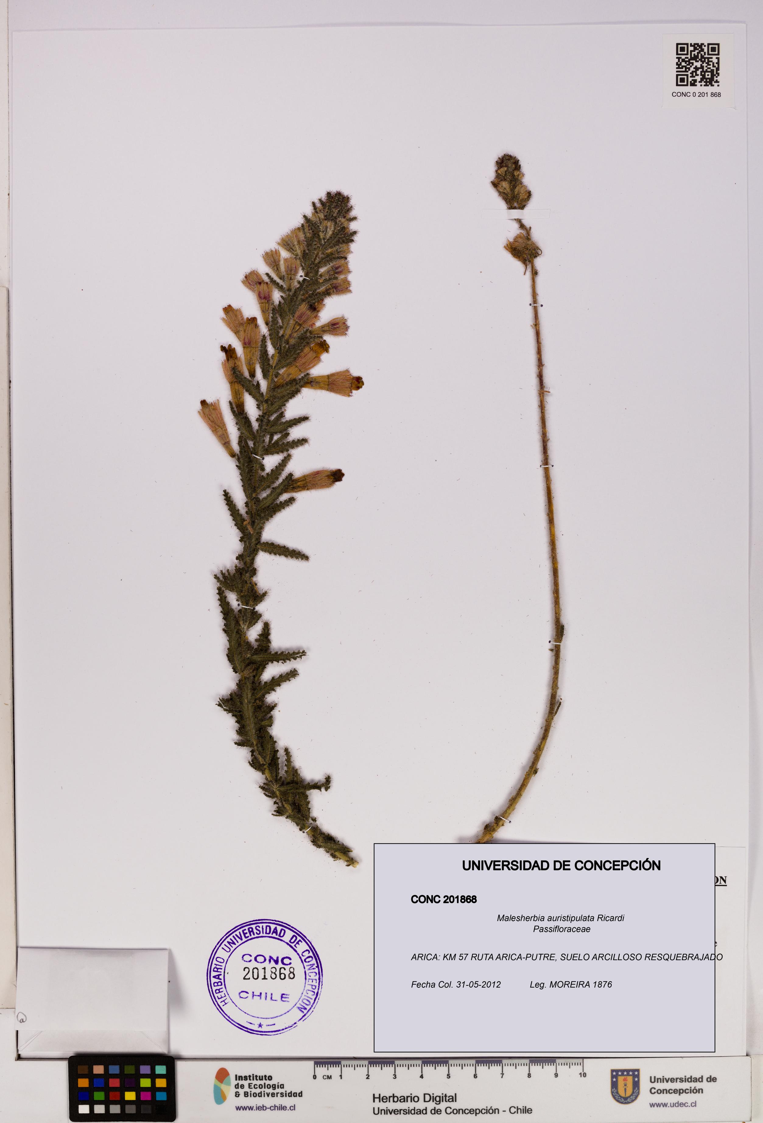 Malesherbia auristipulata [Espécimen: UDEC:CONC:0201868]