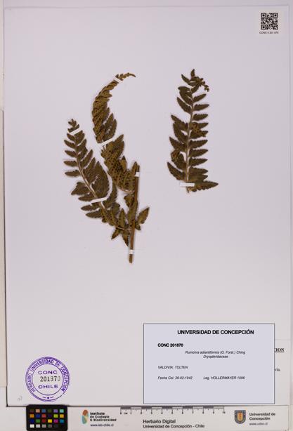 Rumohra adiantiformis [Espécimen: UDEC:CONC:0201870]