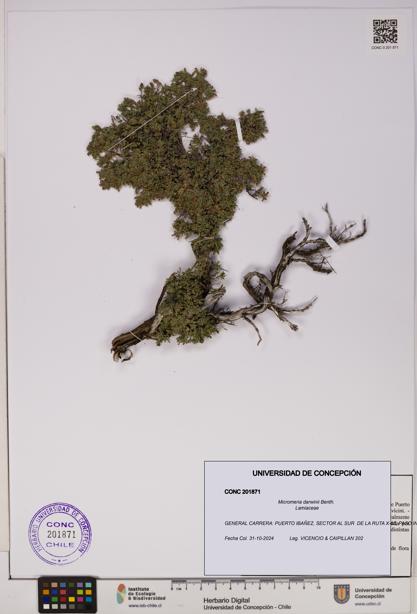 Micromeria darwinii [Espécimen: UDEC:CONC:0201871]