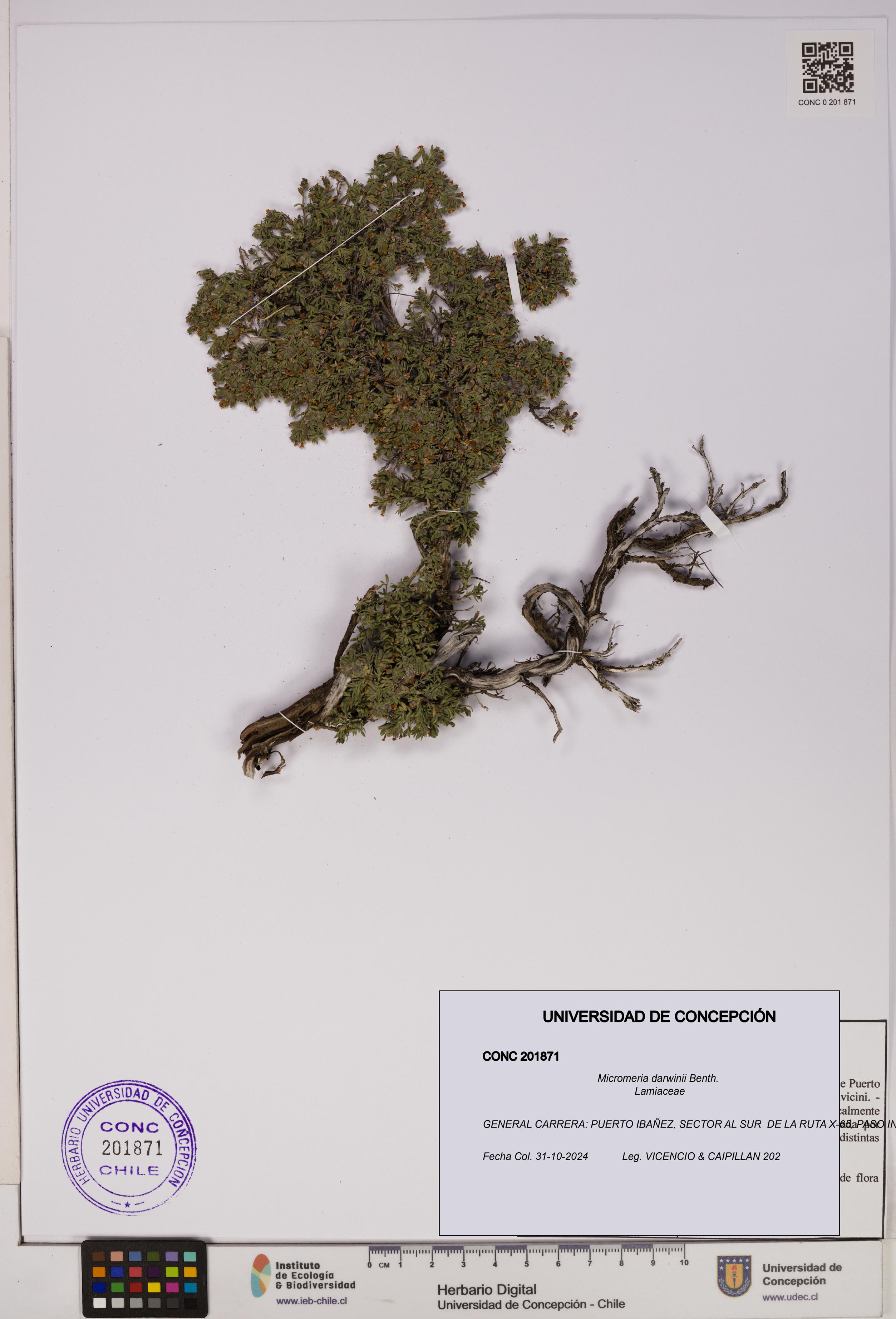 Micromeria darwinii [Espécimen: UDEC:CONC:0201871]