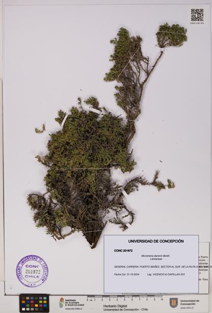 Micromeria darwinii [Espécimen: UDEC:CONC:0201872]