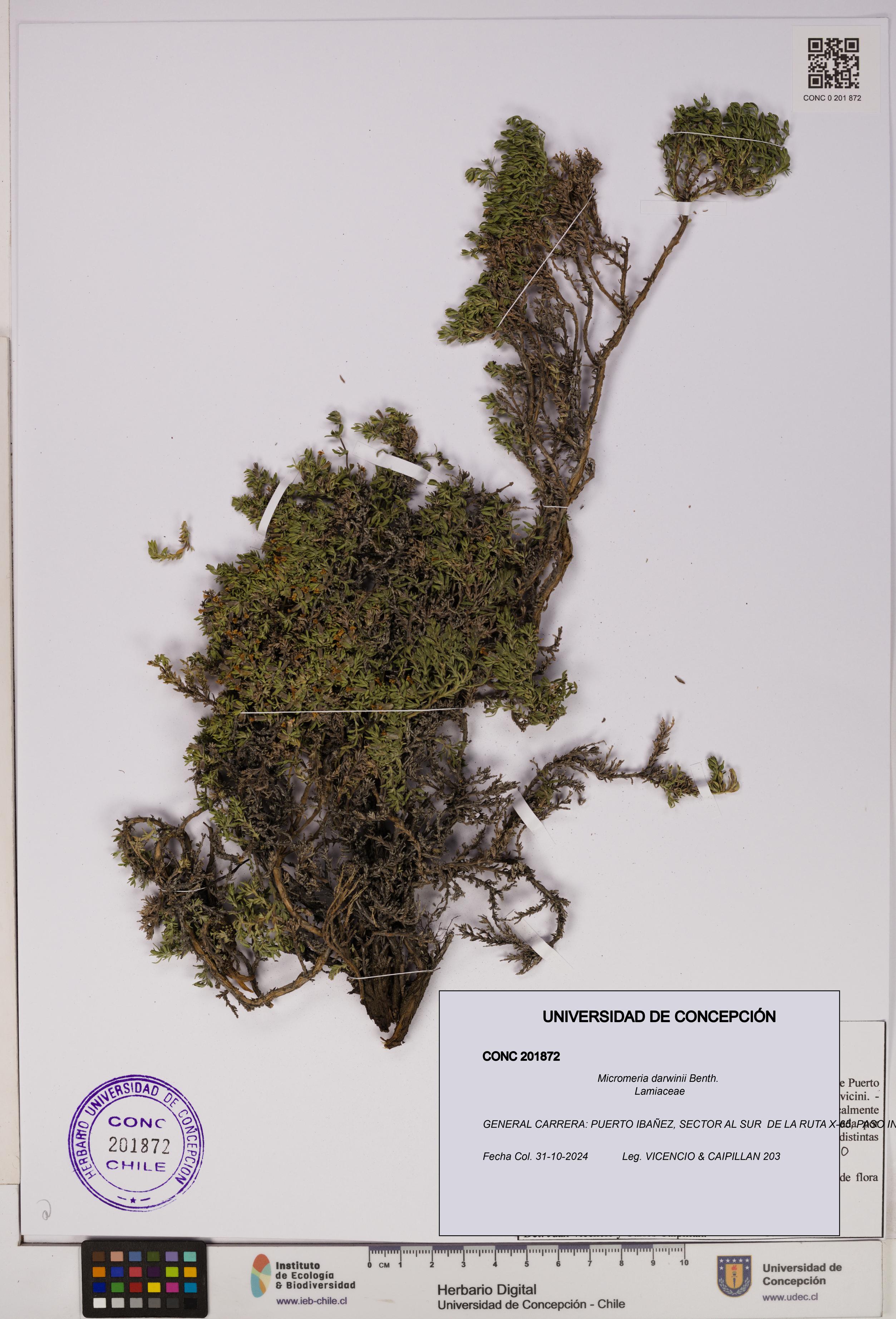 Micromeria darwinii [Espécimen: UDEC:CONC:0201872]