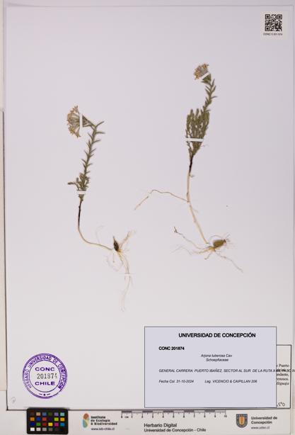 Arjona tuberosa [Espécimen: UDEC:CONC:0201874]