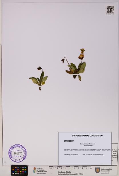 Calceolaria uniflora [Espécimen: UDEC:CONC:0201875]