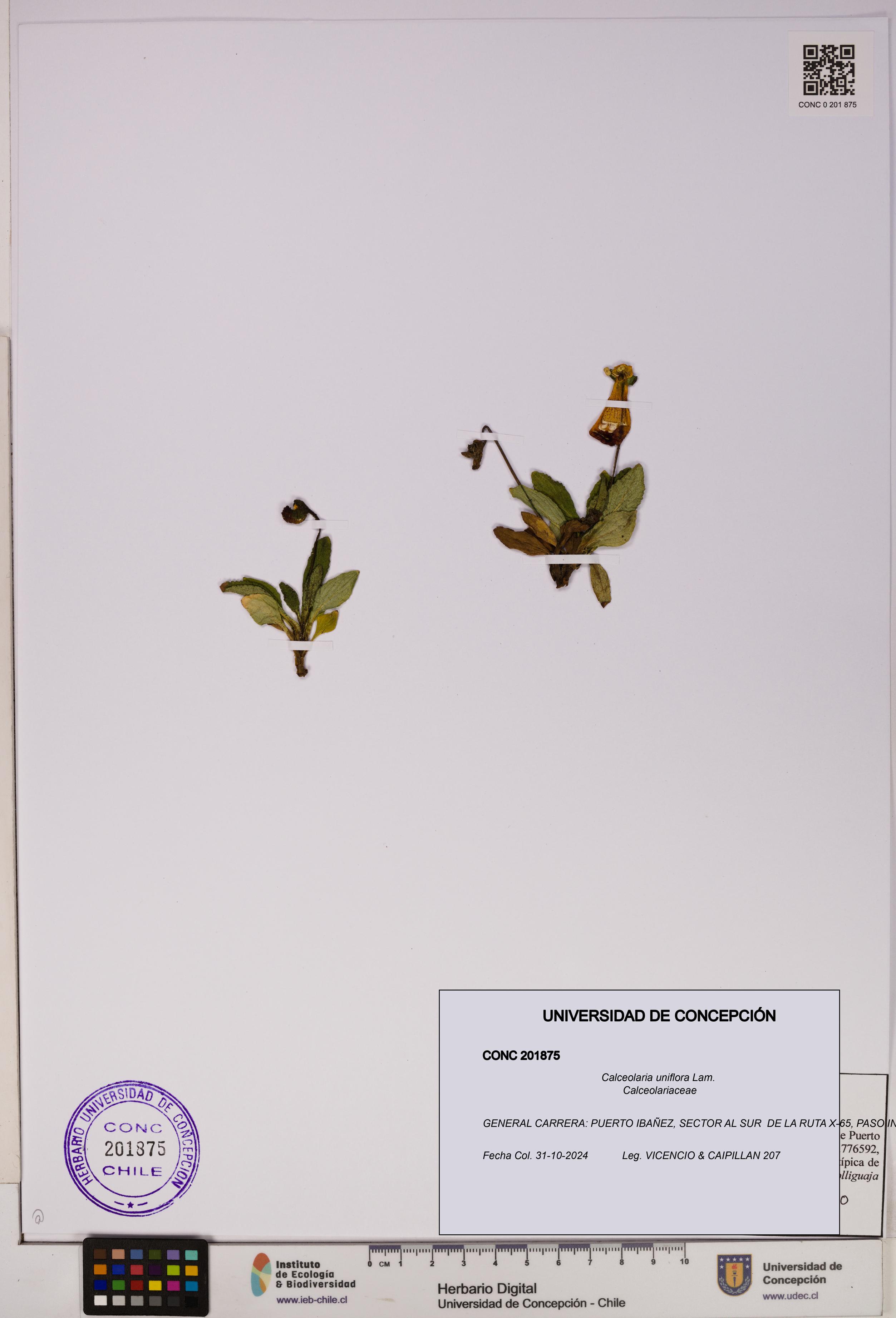 Calceolaria uniflora [Espécimen: UDEC:CONC:0201875]