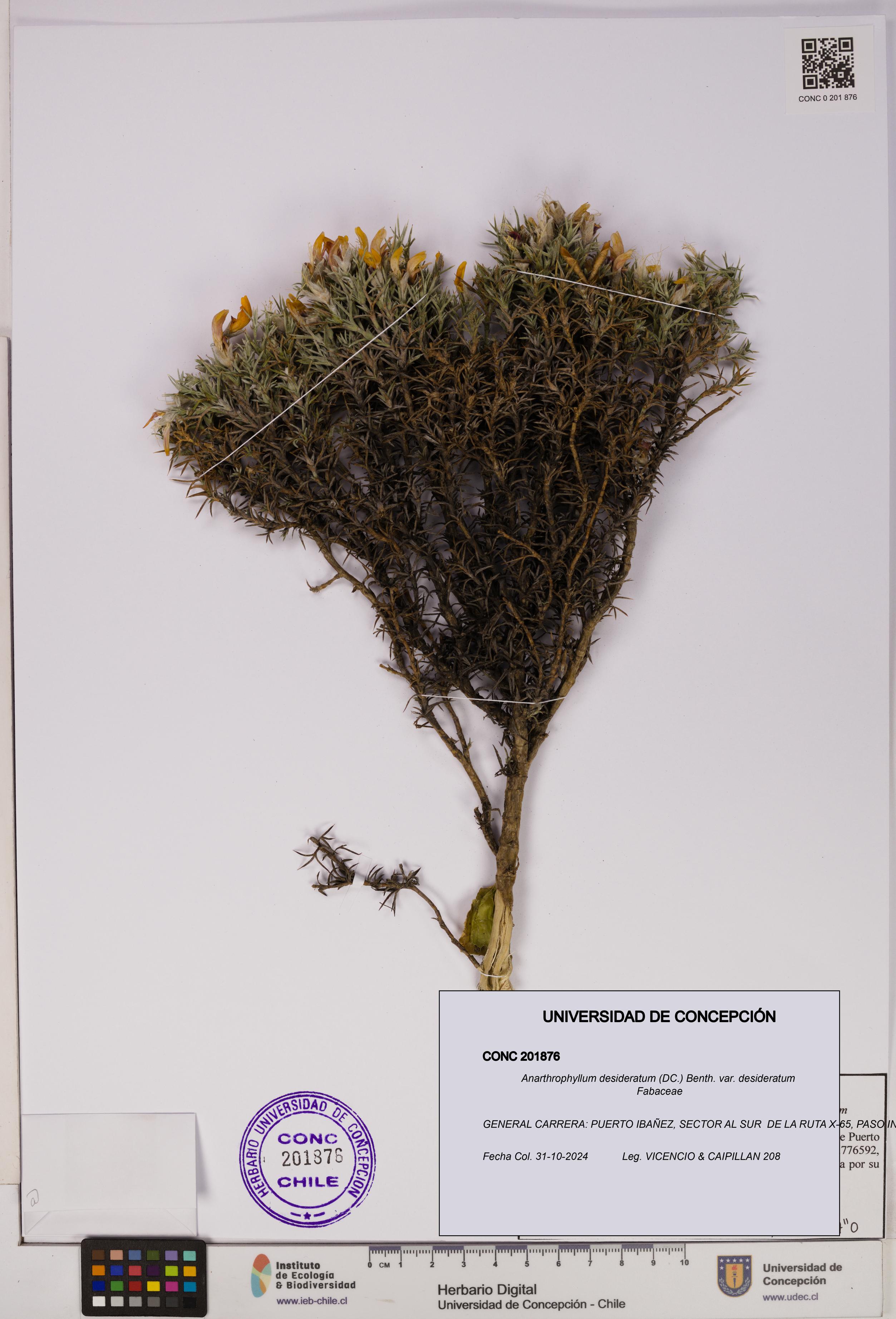 Anarthrophyllum desideratum var. desideratum [Espécimen: UDEC:CONC:0201876]