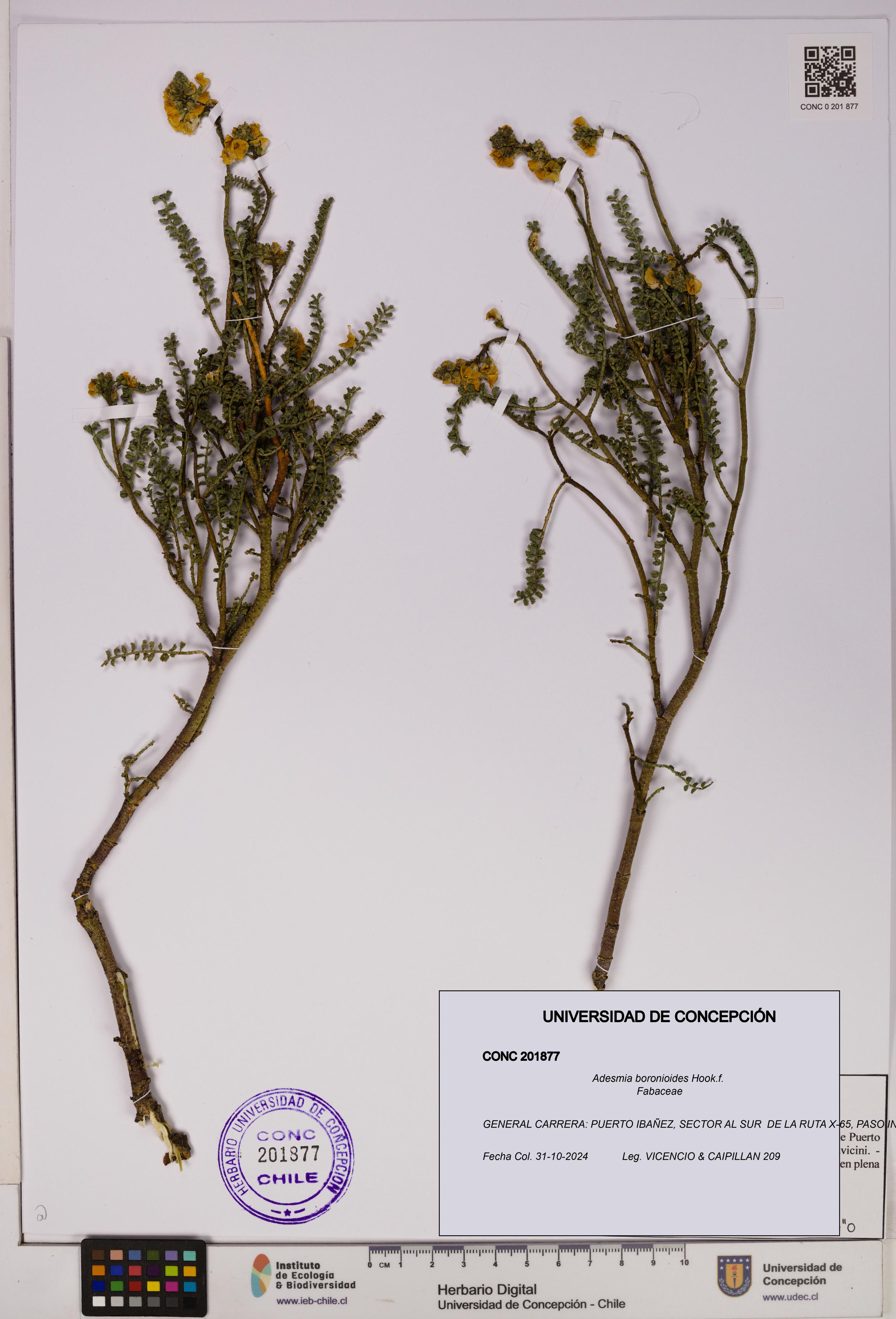 Adesmia boronioides [Espécimen: UDEC:CONC:0201877]