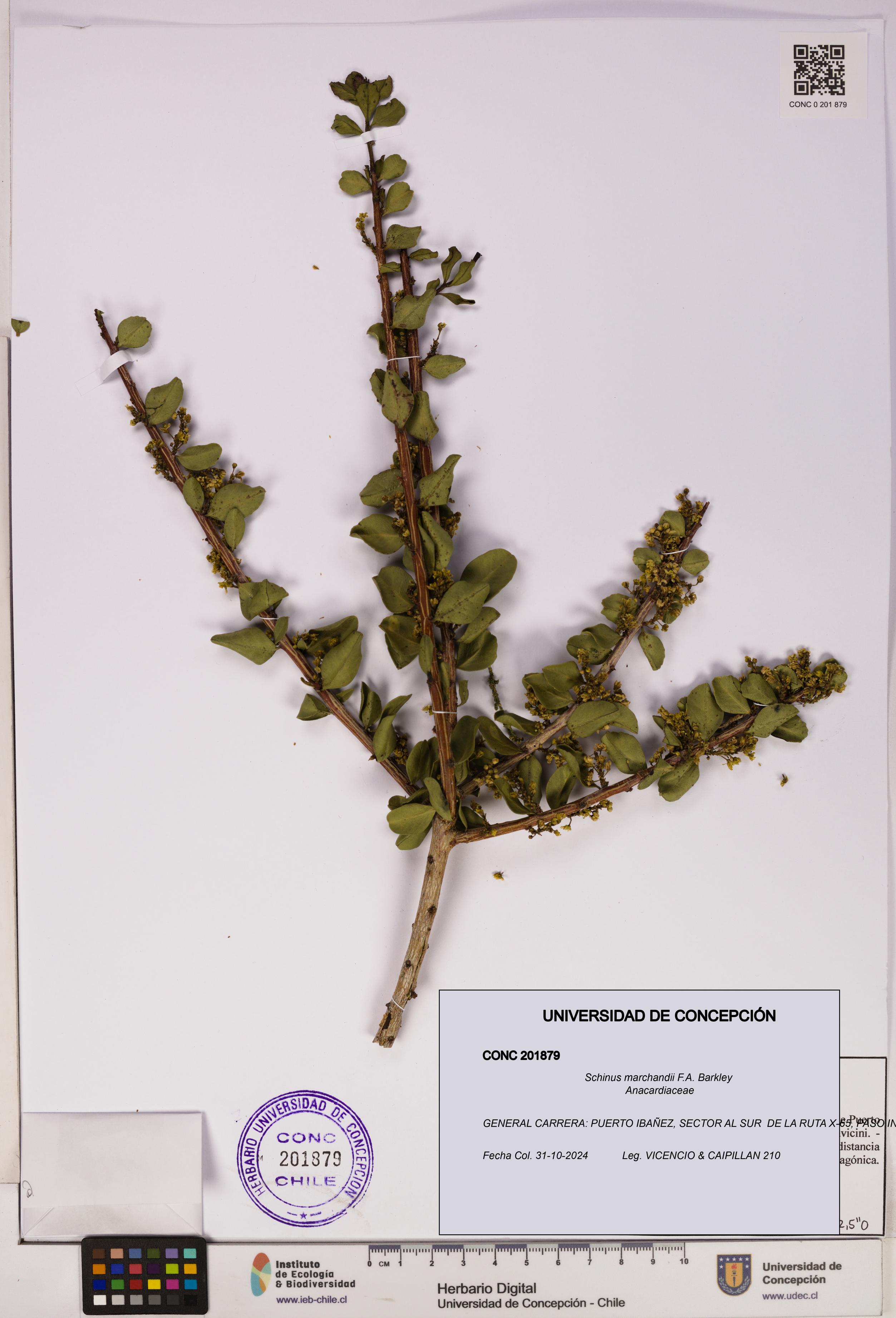 Schinus marchandii [Espécimen: UDEC:CONC:0201879]