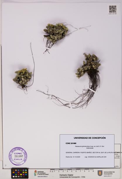 Nassauvia glomerulosa [Espécimen: UDEC:CONC:0201880]